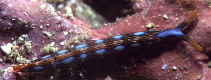 Thuridilla bayeri